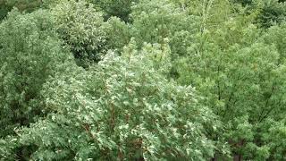 Relax/Focus Ambience: sound of rain, thunderstorm, a small street. Trees in a suburban yard
