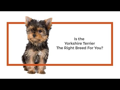 Yorkshire Terrier