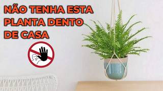 🌿Plantas que são 🚫PROIBIDAS ter dentro de casa