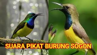 Download lagu SUARA PIKAT SOGON RIBUT AMPUH BUAT PIKAT, BURCIL SEKEBON AUTO NGUMPUL // SOGON GACOR RIBUT mp3