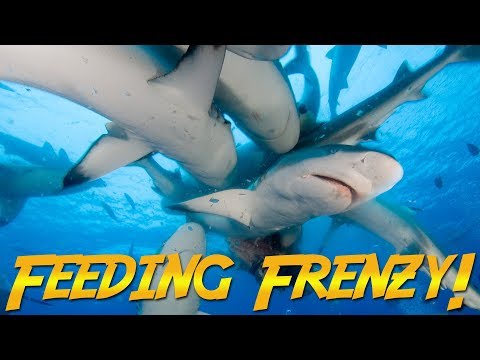 Gray Reef Shark Feeding Frenzy! | JONATHAN BIRD'S BLUE WORLD