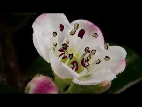 ALABADO SEAS MI SEÑOR