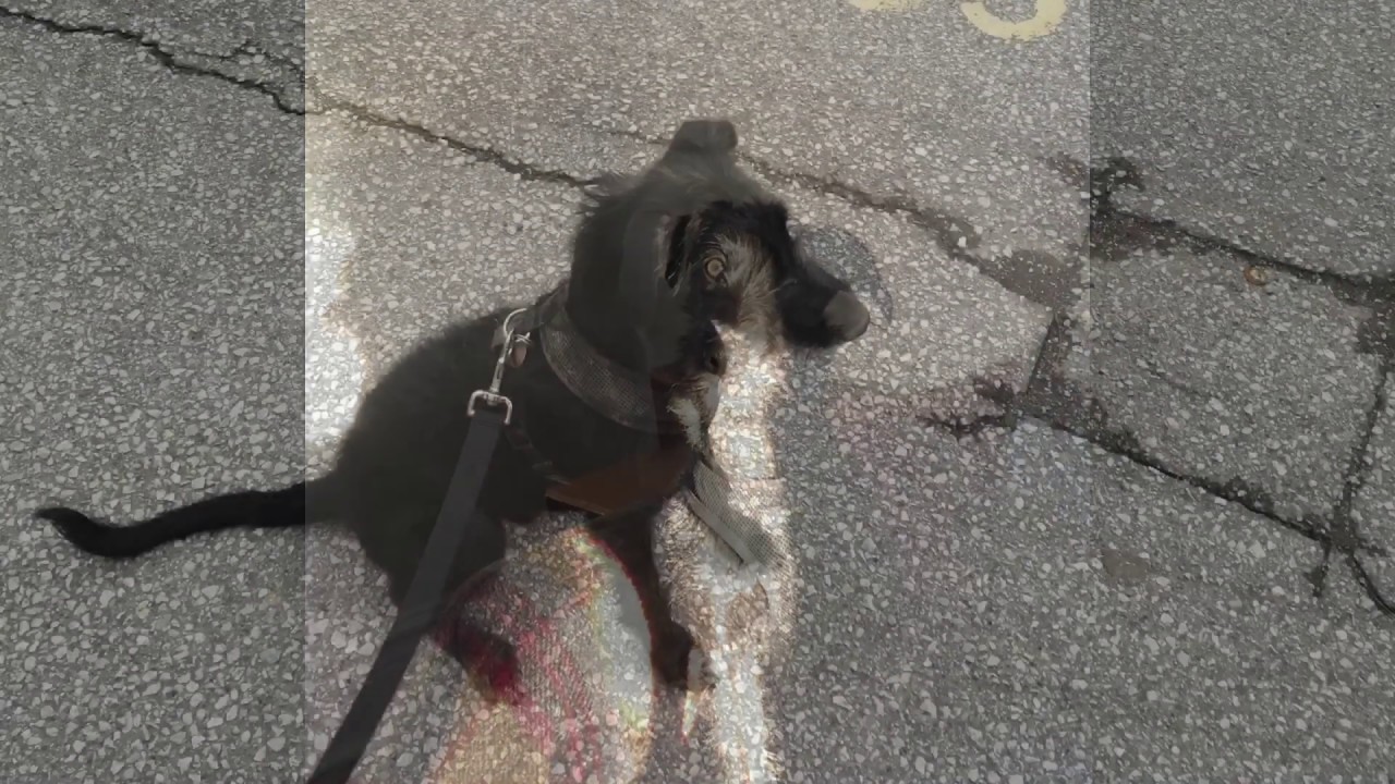 Church The Bedlington Whippet Lurcher