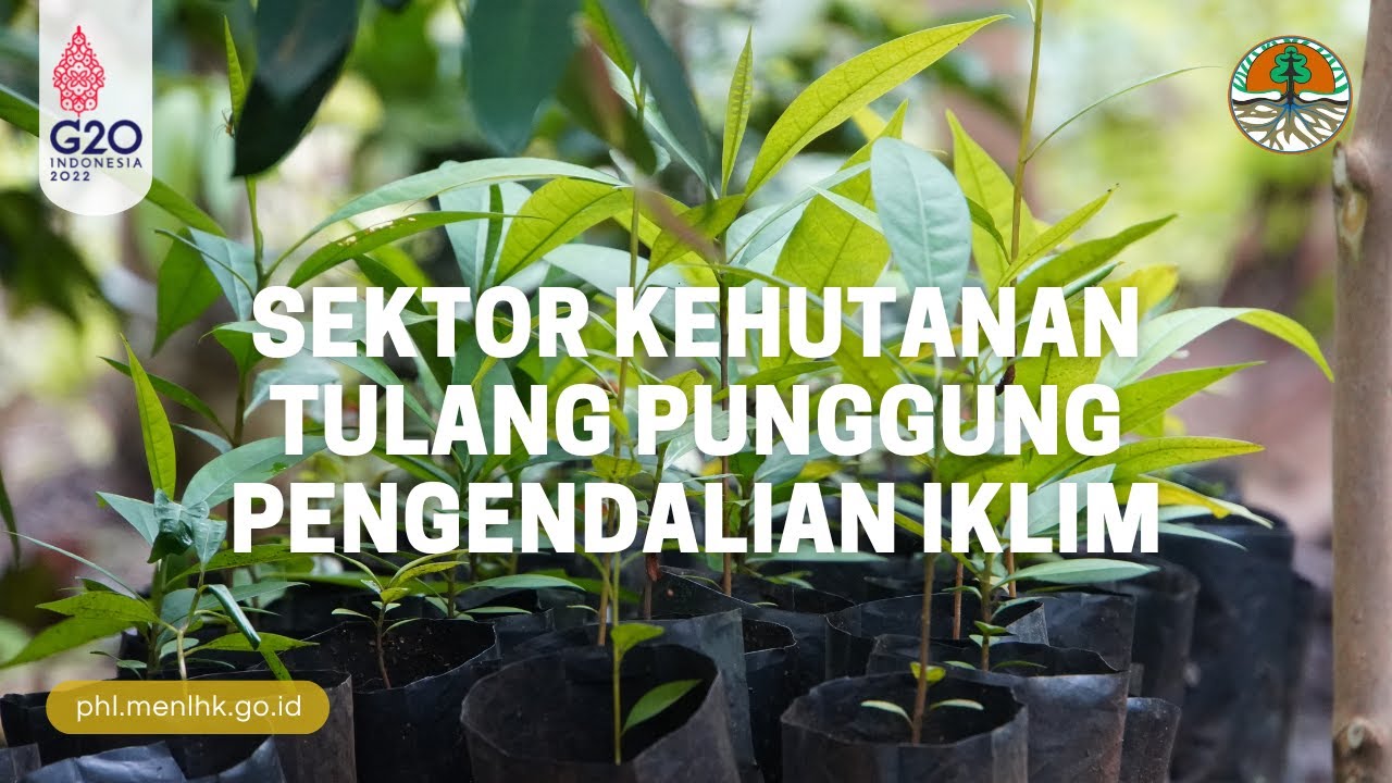 Sektor Kehutanan Tulang Punggung Pengendalian Iklim