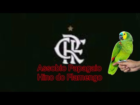 Assobio para Papagaios e Calopsita - Hino do Flamengo (HD 720p)