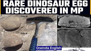 Madhya Pradesh: Rare Dinosaur egg discovered by Delhi University researchers | Oneindia news *news