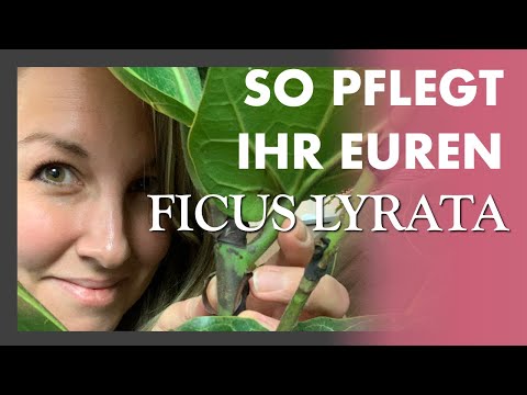 SO PFLEGT IHR RICHTIG 🌱🎻  Ficus Lyrata - Geigenfeige - Ich topfe mit euch um + Pflege Tipps
