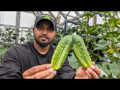 Growing Cucumber in containers (3 & 5 Gal) Quick simple care tips for beginners