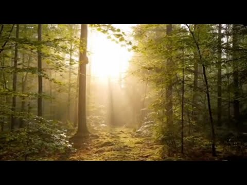 Bird Sounds in Forest ā 10 Hours of Relaxing Nature Ambience for Sleep, Study & Focus
