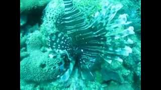 preview picture of video 'Cuba Scuba Diving-Hit in side by a poisonous Lion Fish in side'