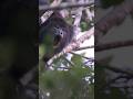 Howler Monkeys Sounds Compilation | Alouatta Sounds