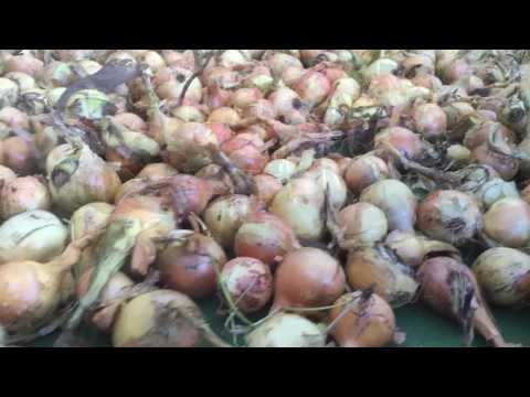 A L LEE & SONS MAIN CROPS