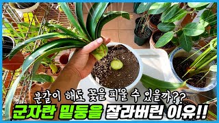 군자란 밑둥째 잘라버렸어요 ㅠㅠ 충격적인 군자란 실험 2가지!! 군자란 꽃피우기, 분갈이, 흙배합!!