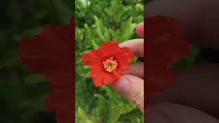 Как цветёт Гранат #гранат