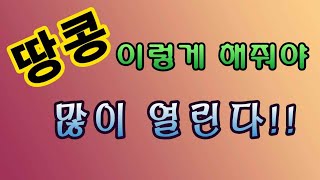 [텃밭농부.710]  땅콩 이렇게 해주면 많이 열린다! #땅콩재배
