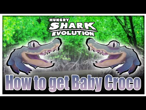How to Mangrove Event : Hungry shark Evolution