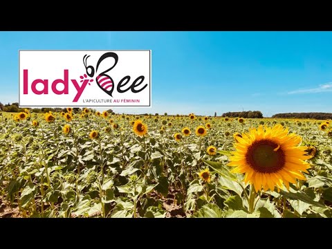 Lady Bee Saison 2020