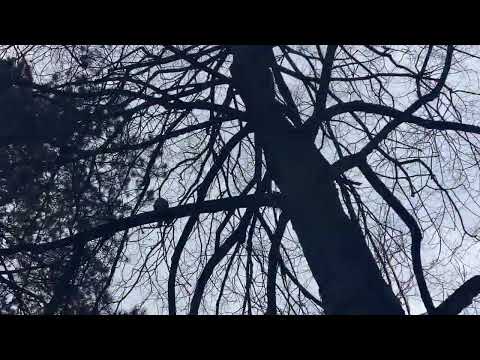 Tom Turner – Die Natur ist grün und wunderschön (Musikvideo)