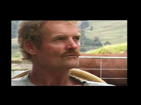 mustering Bulls In New Zealand