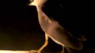 Night Heron Fishing - Noel Diotte