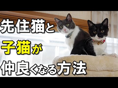 二匹の猫を仲良くさせる方法