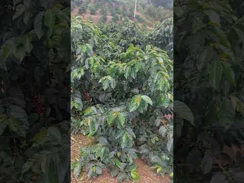 Finca Martinez ( Bellavista- San Martín)