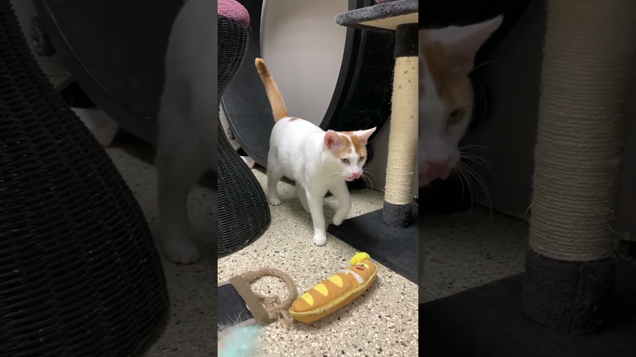 Boba Fett, a Adoptable mixed breed in Los Angeles, CA video 6/6