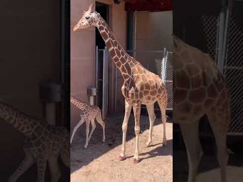 Happy birthday to CMZ's gorgeous "red-head"!