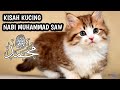 Kisah Nabi Muhammad SAW Keistimewaan Muezza Kucing Rasulullah Kisah Kucing Nabi