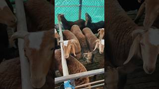 Day 278: How To Sell Your Sheep’s & Goats Part 2 | Mini Vlogs With Farmers Market #shorts
