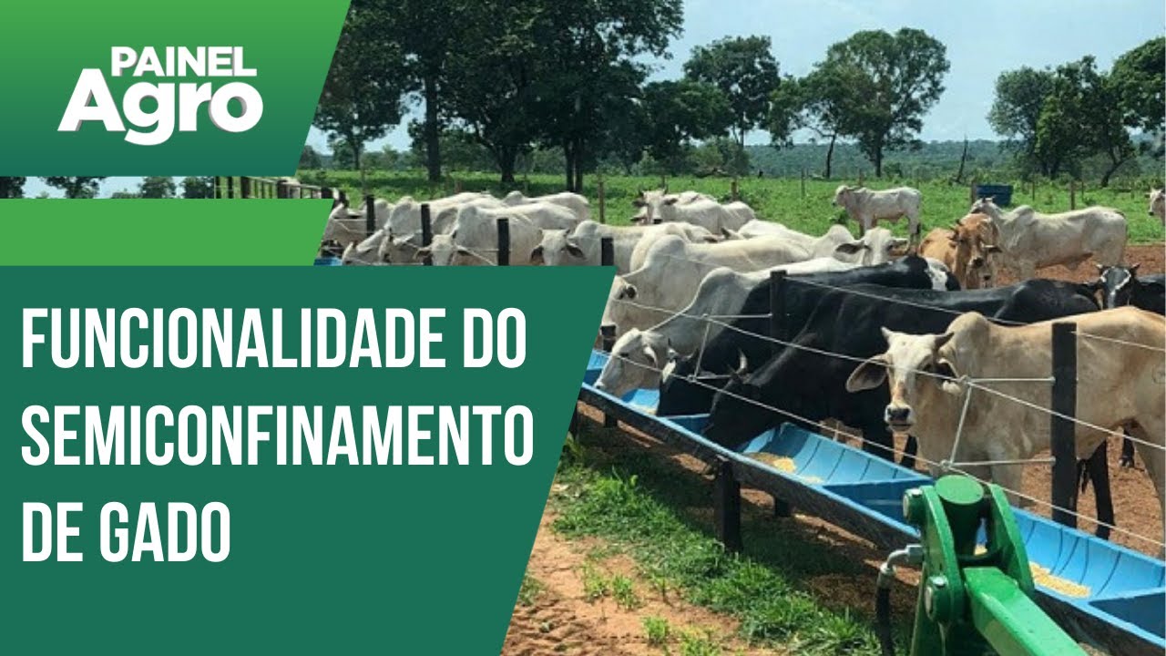 Veja como funciona o semiconfinamento de gado