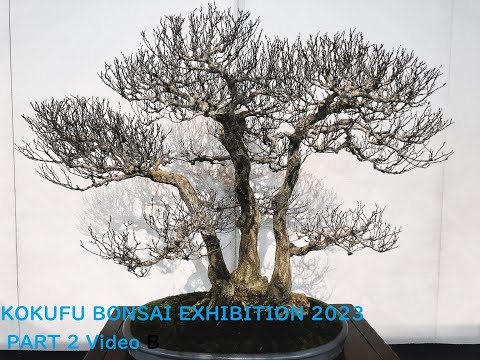 97th ed. KOKUFU BONSAI EXHIBITION 2023  PART 2 (Video B)・第97回国風盆栽展（後期）ビデオ B