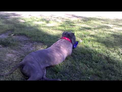 Troy my pitbull friend