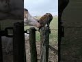 Horse Bite Cat Catsmeowing Cat Horse Youtube Youtubeshorts Shorts