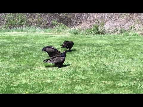 Turkey vultures eating a thing