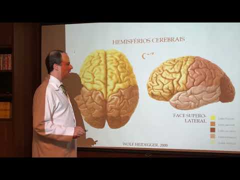 Telencéfalo - Neuroanatomia