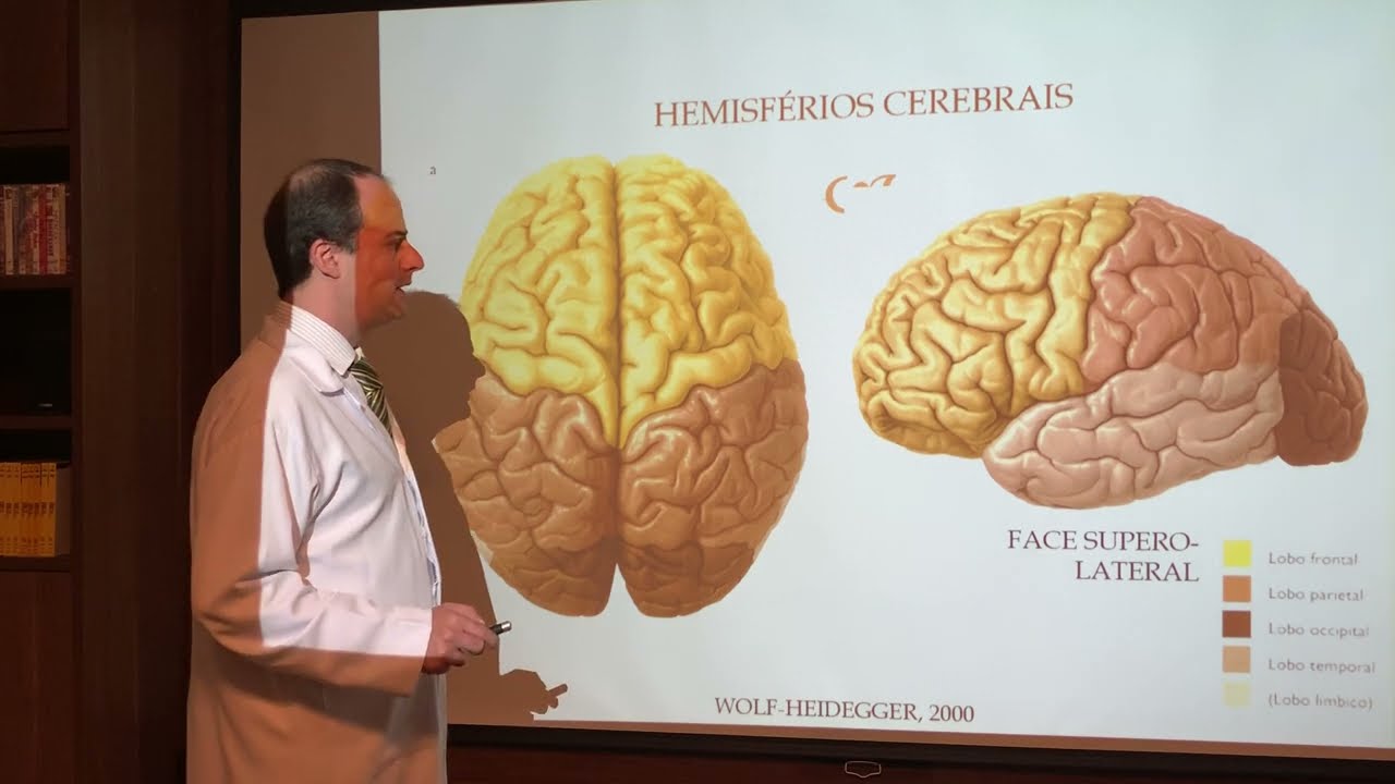 Telencéfalo - Neuroanatomia