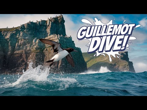 The Cliff-Diving Nesting of the Guillemot