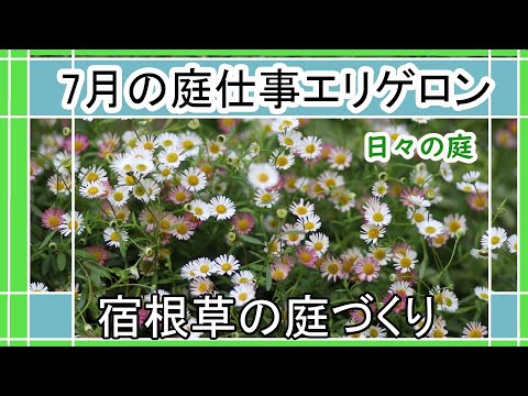 園芸 ヒメバネ、エリゲロン