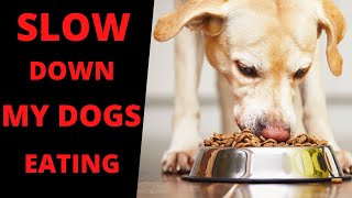 My Dog Eats Too Fast - How to Slow Down Your Dogs Eating