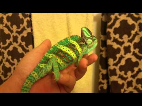 Veiled chameleon changing colors