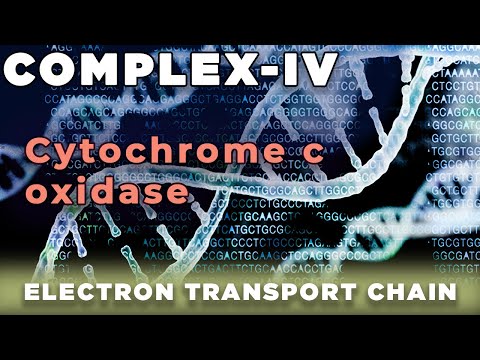 Cytochrome c Oxidase |  Complex  IV  Mitochondria