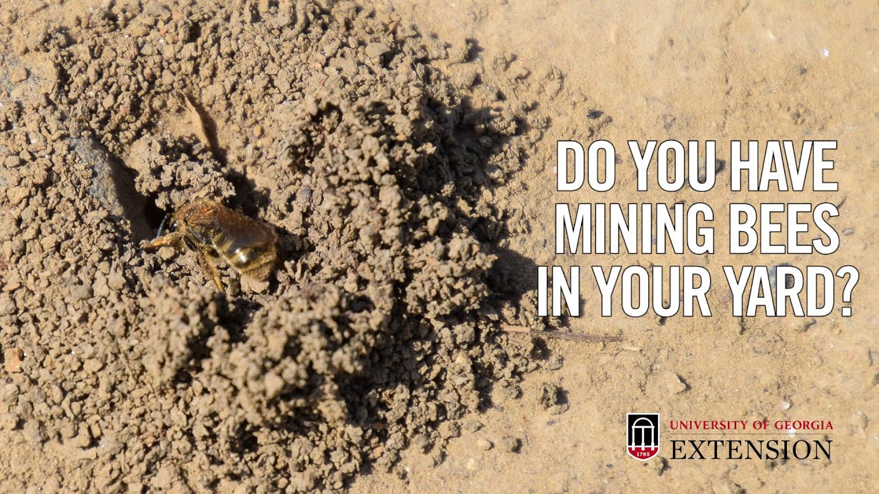 How long do miner bees live?