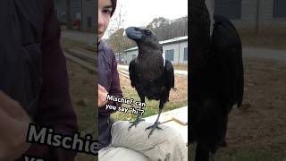 Mischief the talking raven 🖤 #whiteneckedraven