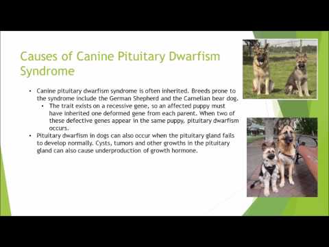 ALS 2304 Lab Disease Presentation: Canine Pituitary Dwarfism