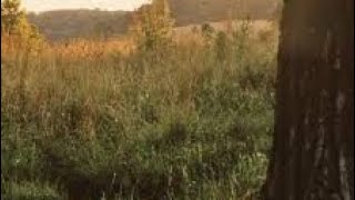 Anonanimal - Andrew Bird (Lyrics)