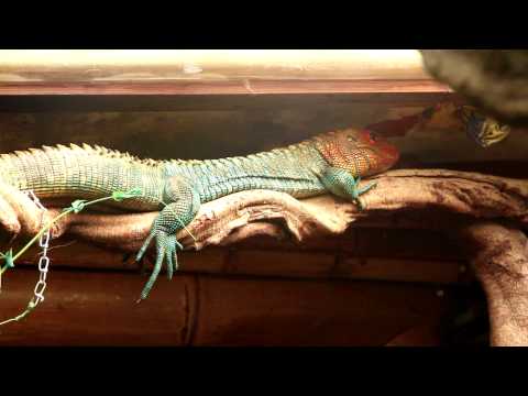 YouTube Video AD226tNzADs