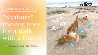 「3匹で遊んだヨ」シャクレリラさんのサヌールビーチお散歩。