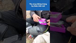 Download lagu 442-Thu mua Đông trùng hạ thảo trên núi #ĐôngTrùngHạThảo #ĐôngTrùngHạThảoTâyTạng mp3 Download lagu 442-Thu mua Đông trùng hạ thảo trên núi #ĐôngTrùngHạThảo #ĐôngTrùngHạThảoTâyTạng mp3