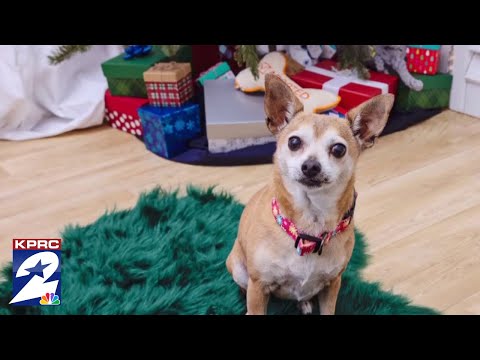 Houston Nonprofit Delivering Adoptable Pets this Christmas - YouTube